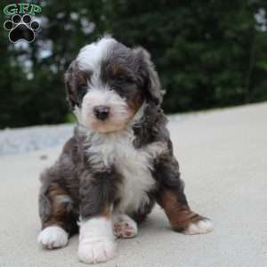 Sophia, Mini Bernedoodle Puppy